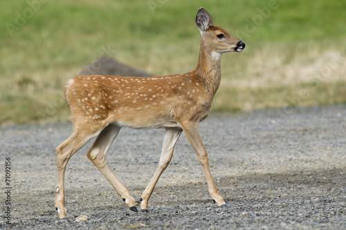 Young fawn in park.
