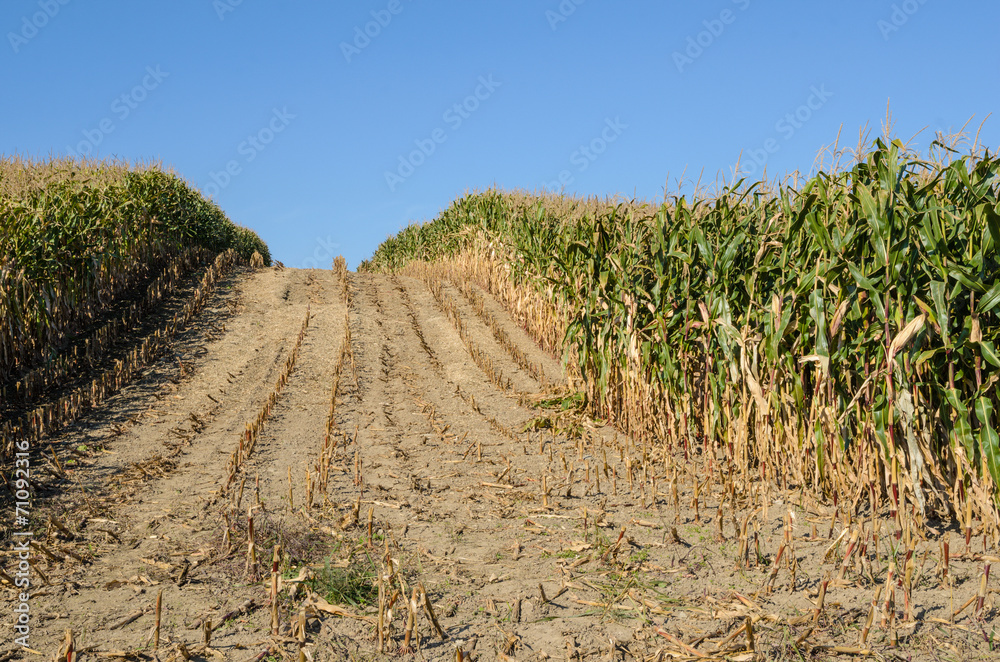 Harvesting Corn Field