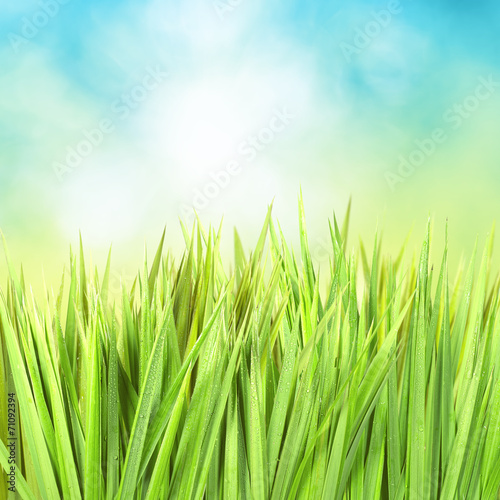 Green grass with sunny bokeh