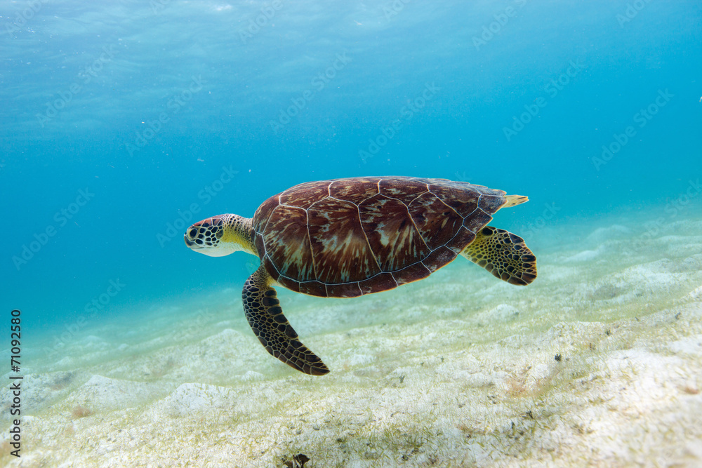 Fototapeta premium Hawksbill sea turtle