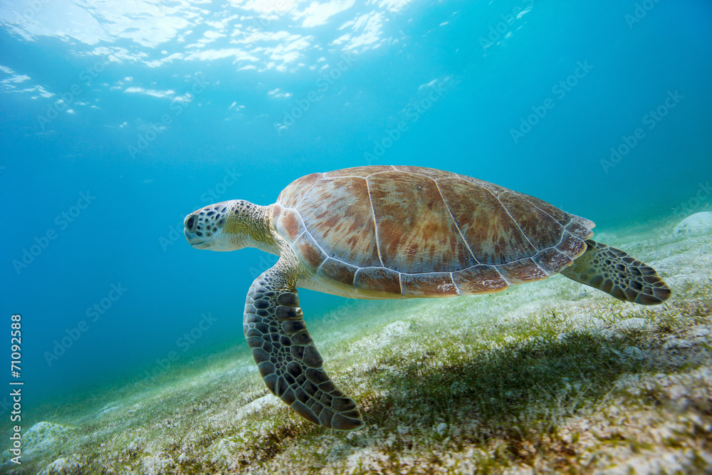 Hawksbill sea turtle