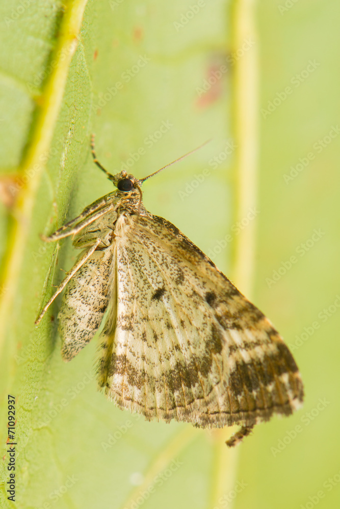 Obraz premium Epirrhoe alternata