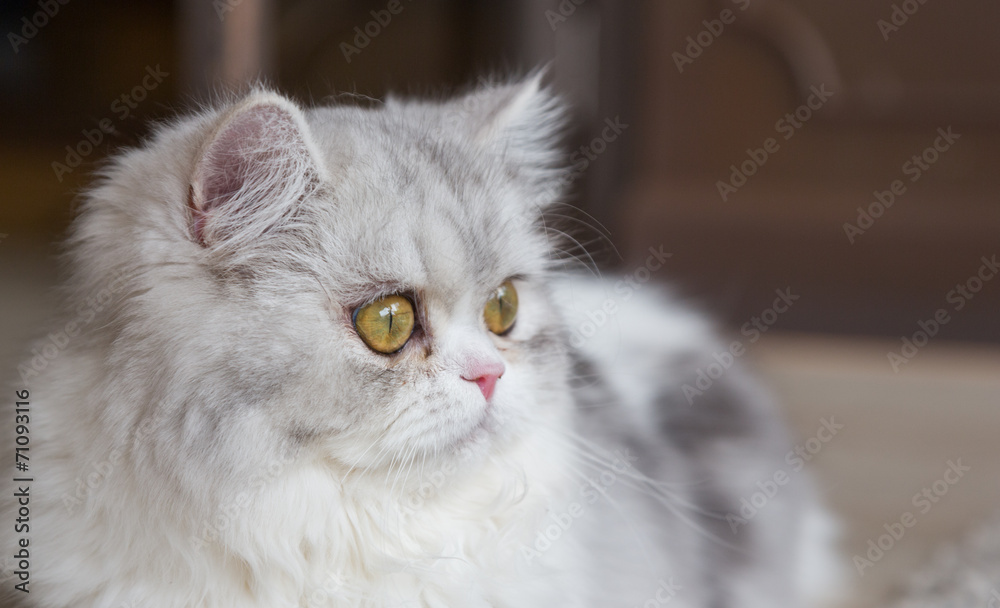 white persian cat sitting looking