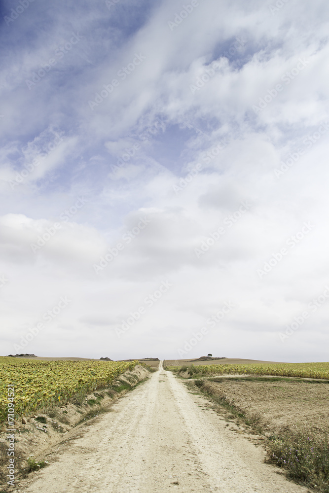 Path in a forest of sunflowers