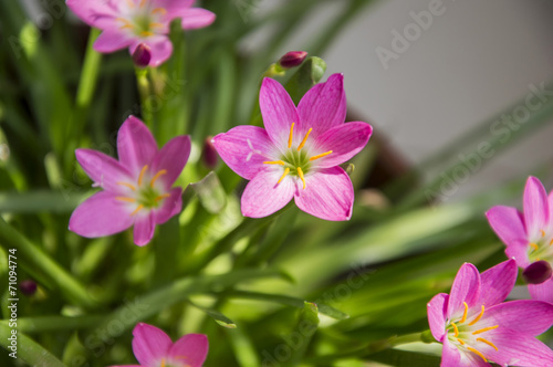 Fototapeta Naklejka Na Ścianę i Meble -  Lilly flowers and green leaves