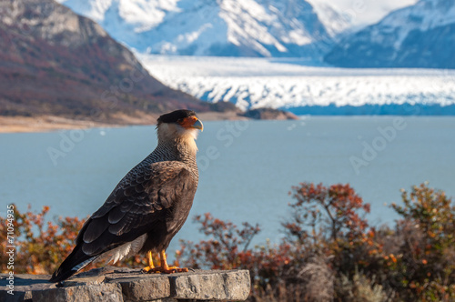 Caracara bird posing in front of Perito Moreno Glacier, Argentin
