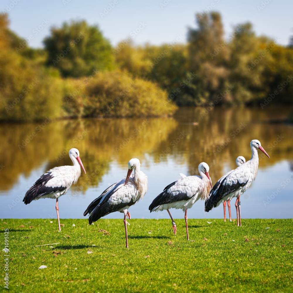 Obraz premium White storks