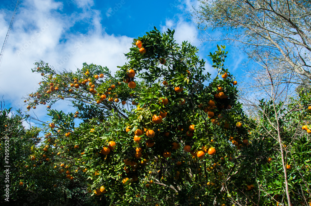Orange tree in misiones, North of Argentina