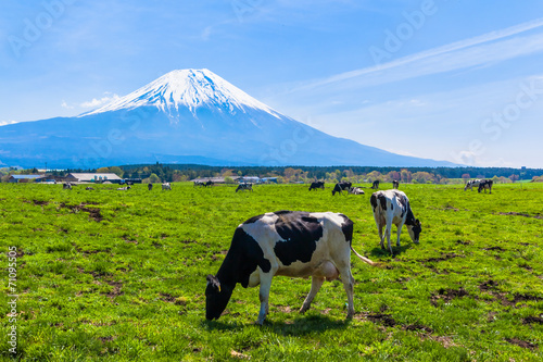 Cattle grazing in Asagirikogen to Mount Fuji views