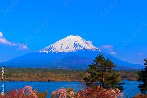 Cherry blossom tree and Mount Fuji © shihina