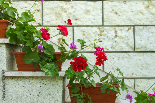 Fototapeta Naklejka Na Ścianę i Meble -  flower pots with blooming red pelargonium