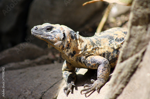chuckwalla lizard in the california desert