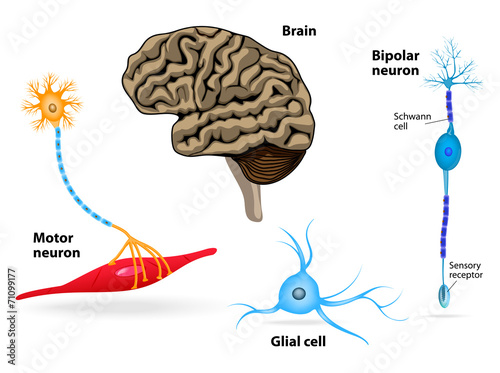 Nervous system. Human anatomy