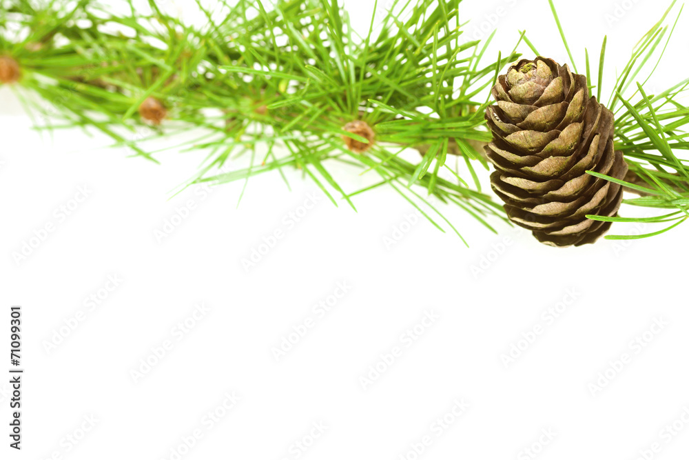 Fototapeta premium larch