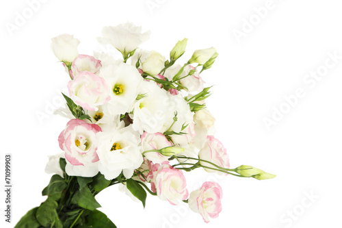 Beautiful eustoma flowers  isolated on white
