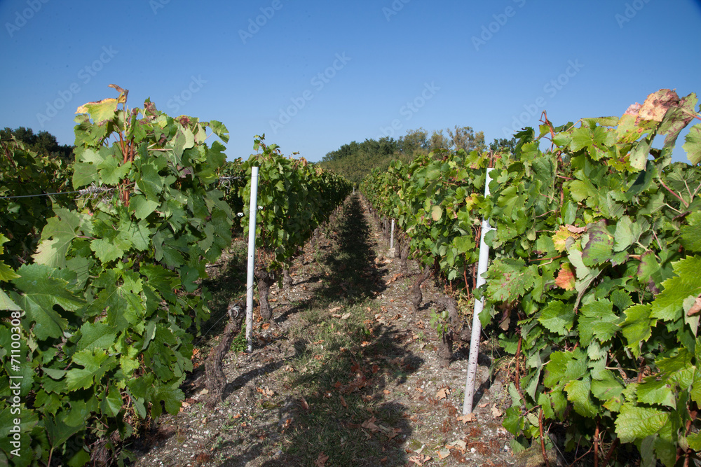 Rangées de vignes Rangées de vignes