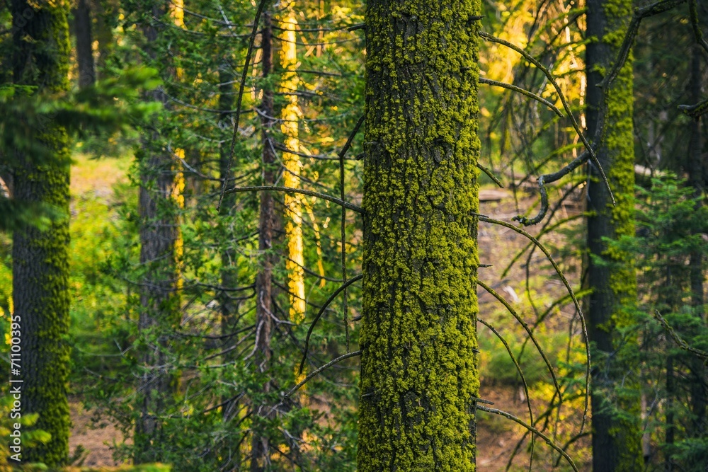 Fototapeta premium Moss and the Forest