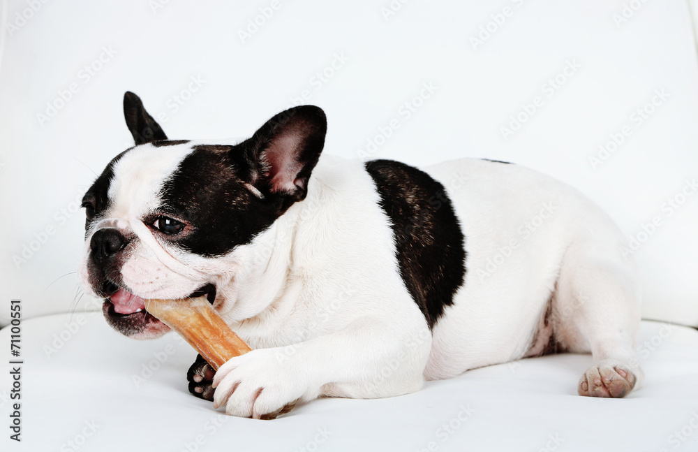 French bulldog with bone on sofa in room