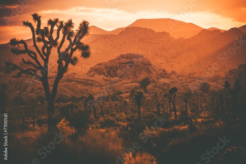 Joshua Trees California Desert #71100561