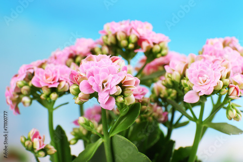 Beautiful pink flowers, close-up