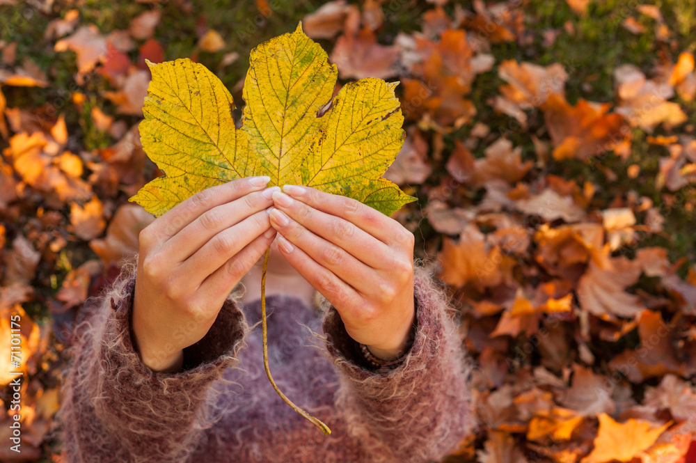 Obraz premium autumn leaf woman's hands background