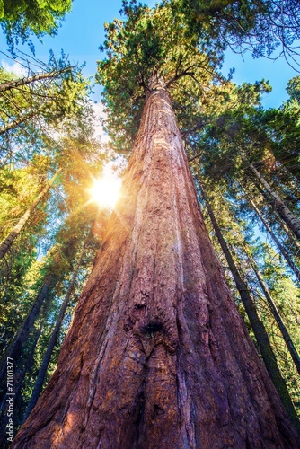 Epic Sequoia Place