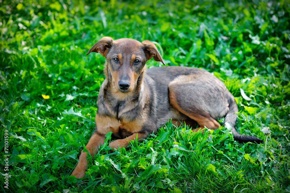 stray dog in the park on the grass, Ukraine stray dog in the park on the grass, Ukraine