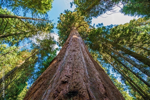Ancient Giant Sequoias