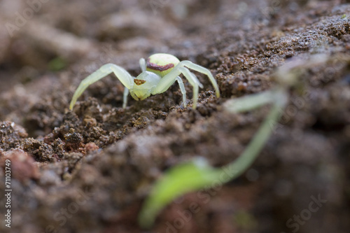 aranha-de-flor Misumenops photo