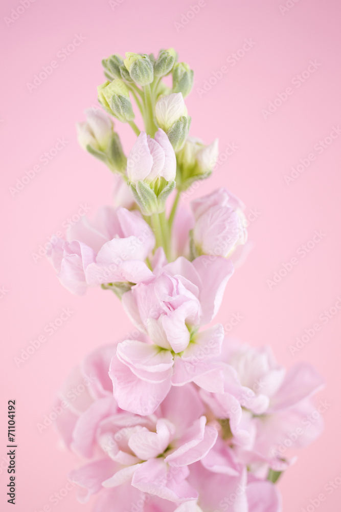 ストックの花 ストックの花