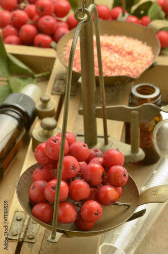 Sorbus Mehlbeeren Sorbo Jarząb Рябина Jeřáb Reyniviður photo