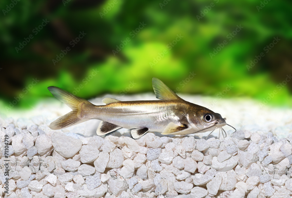 Fototapeta premium Silver-tipped Shark Catfish Ariopsis seemanni silver tipped