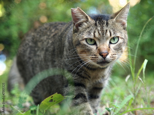 Wallpaper Mural ゆっくり歩く猫 Torontodigital.ca