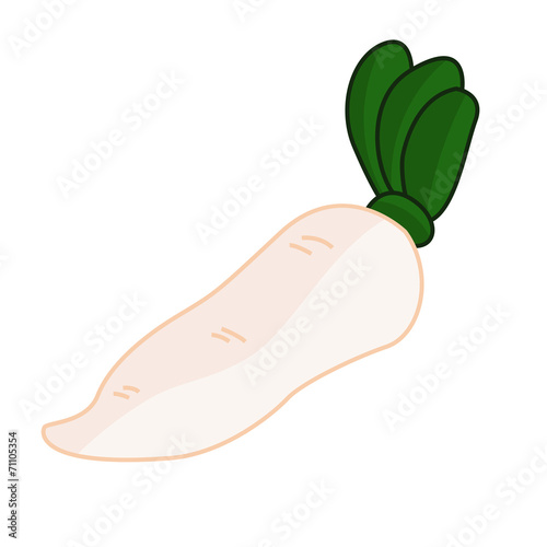 White radish isolated illustration