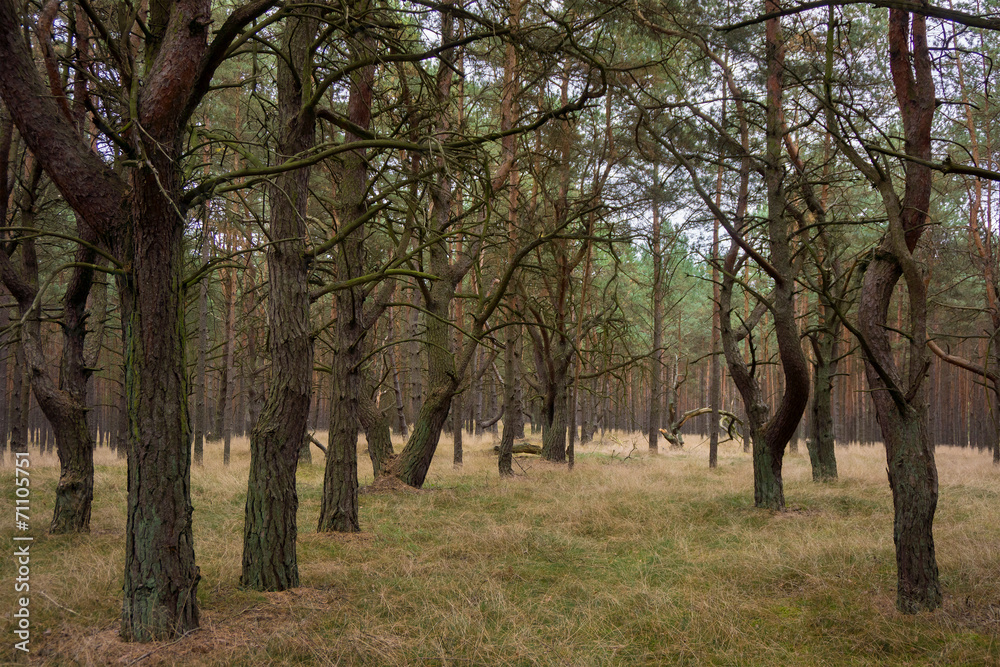 Pine forest Pine forest