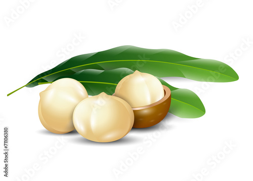 macadamia nuts white background natural organic