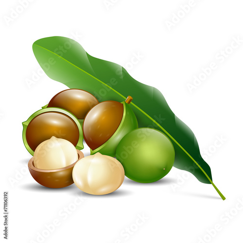 macadamia nuts white background natural organic