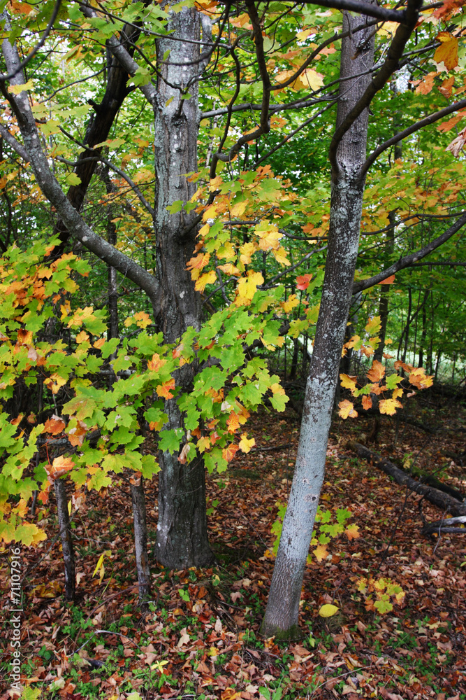 Vermont, USA.. Vermont, USA..