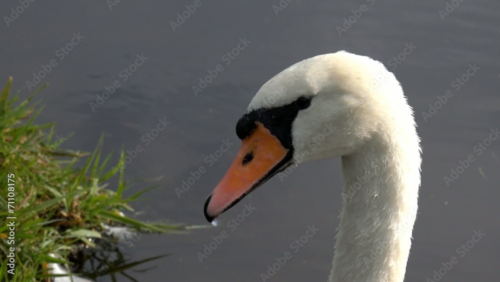 Single solitary water bird close up of Swan head Single solitary water bird close up of Swan head