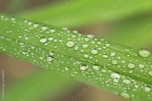 rain droplets on grass blade