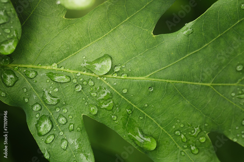 young oak leaf with rain drops