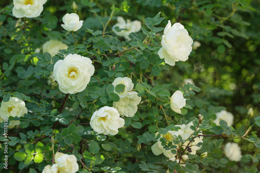 Fototapeta premium white rose briar blooming