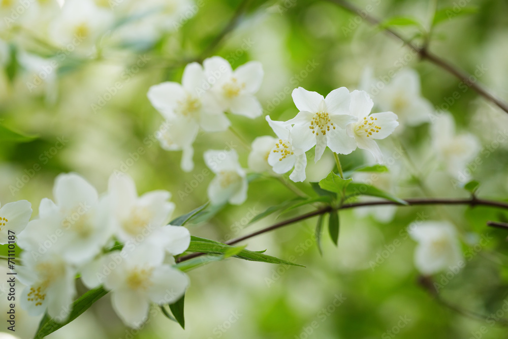 beautiful jasmine white flowers beautiful jasmine white flowers
