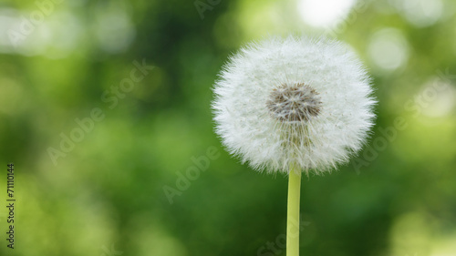 single dandelion on the meadow