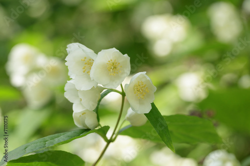 beautiful jasmine white flowers