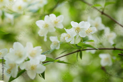 beautiful jasmine white flowers