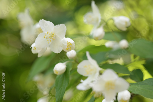 beautiful jasmine white flowers