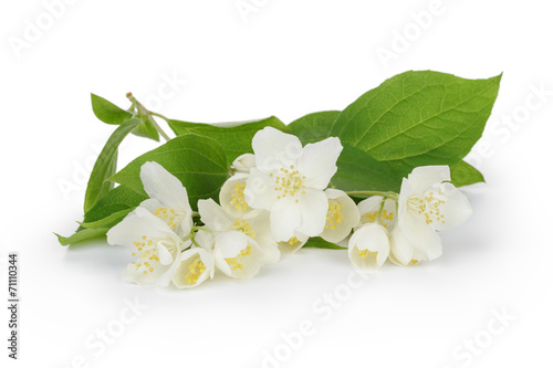 fresh jasmine flowers