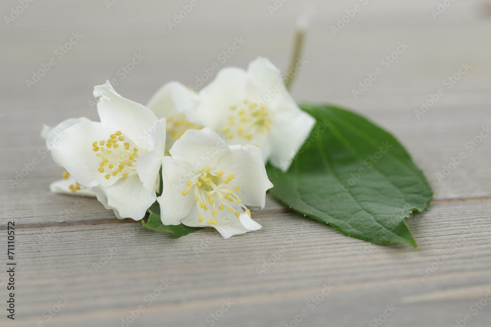 jasmine flowers on old wood table jasmine flowers on old wood table