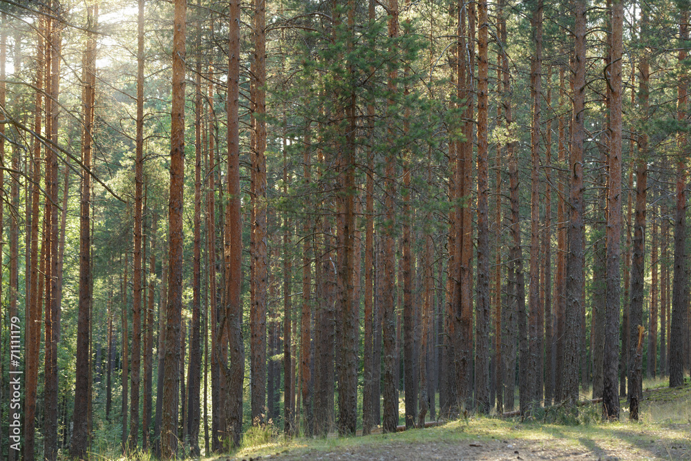 Fototapeta premium tranquil pine forest lanscape